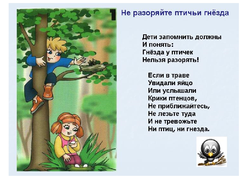 Правила поведения в лесу