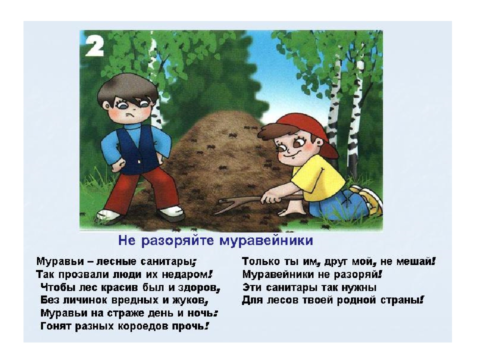 Правила поведения в лесу