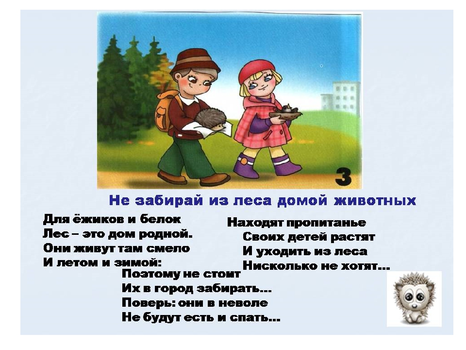 Правила поведения в лесу