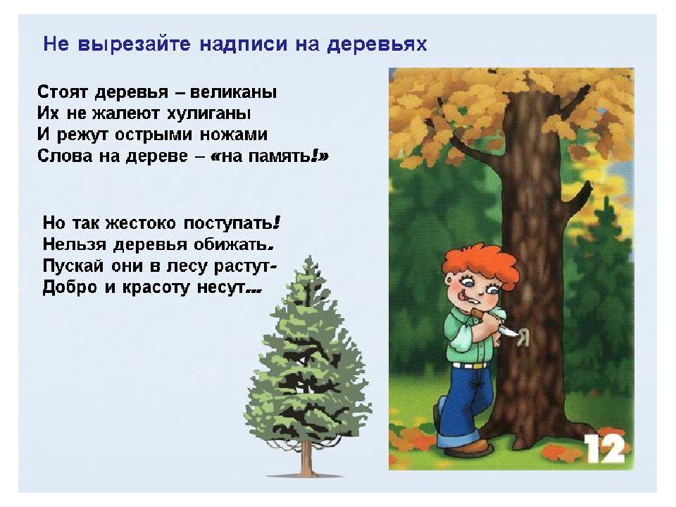 Правила поведения в лесу
