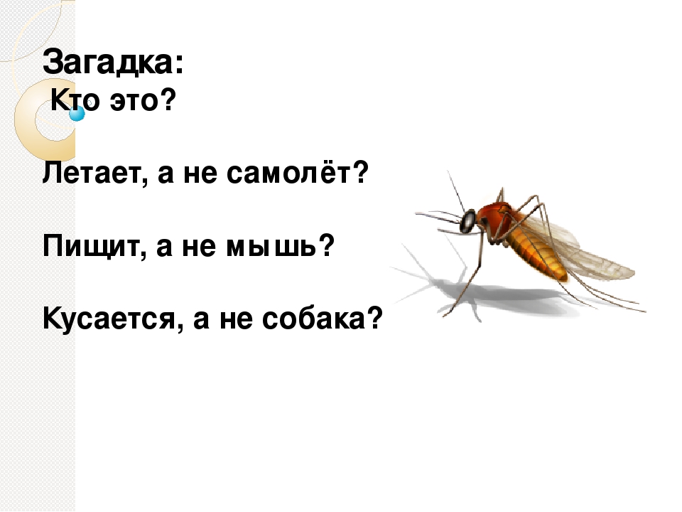 Мастер-класс "Загадка как средство развития речи детей"