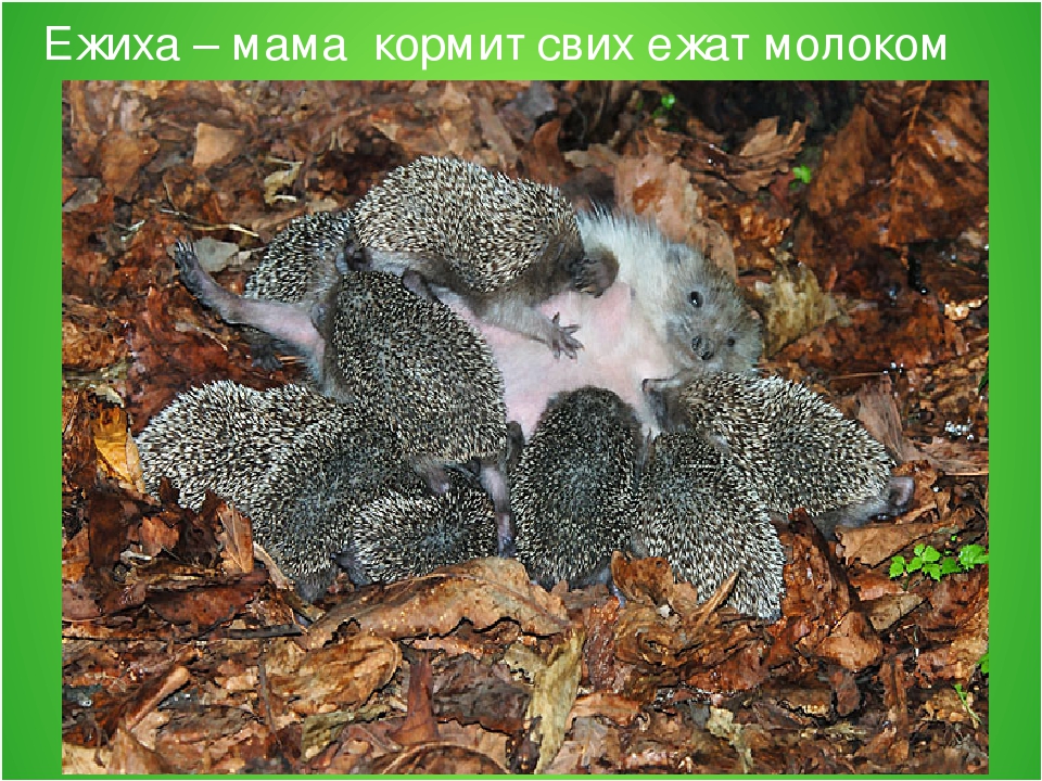 Конспект занятия по развитию речи в старшей группе на тему «Рассказывание по картине «Ежи» из серии «Дикие животные»