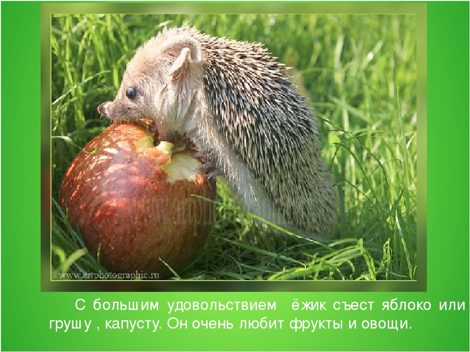 Конспект занятия по развитию речи в старшей группе на тему «Рассказывание по картине «Ежи» из серии «Дикие животные»