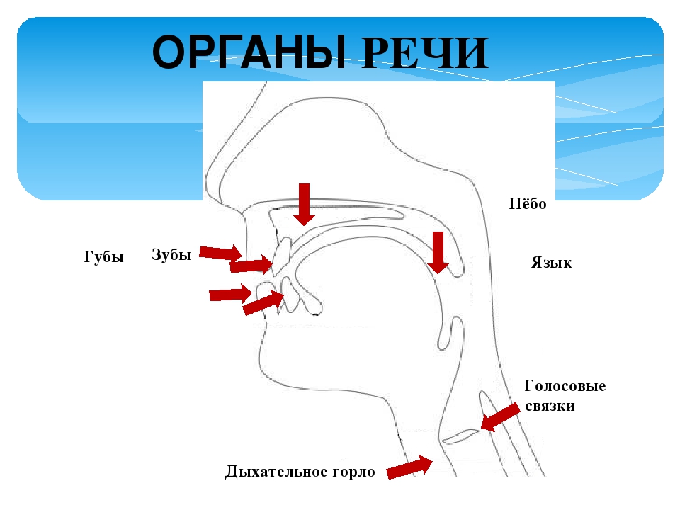 ЗНАКОМСТВО С ОРГАНАМИ РЕЧИ (Консультация для родителей)