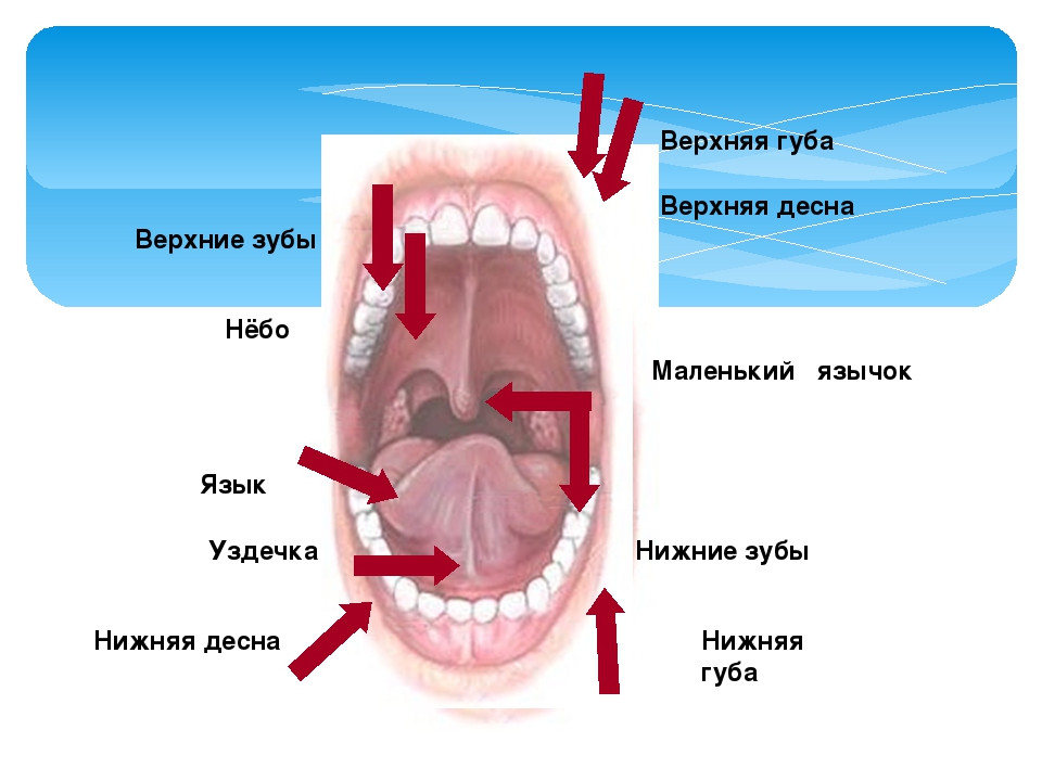 ЗНАКОМСТВО С ОРГАНАМИ РЕЧИ (Консультация для родителей)