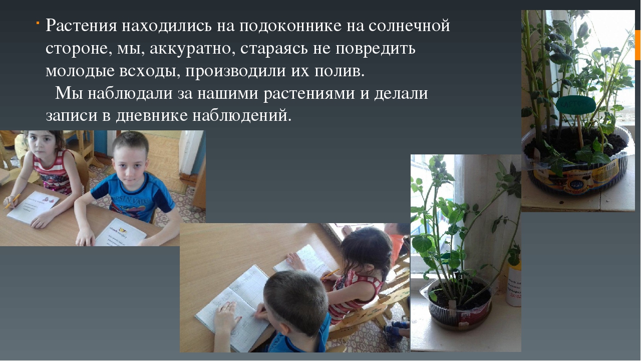 Презентация по экологическому воспитанию детей на тему "Наш второй хлеб"