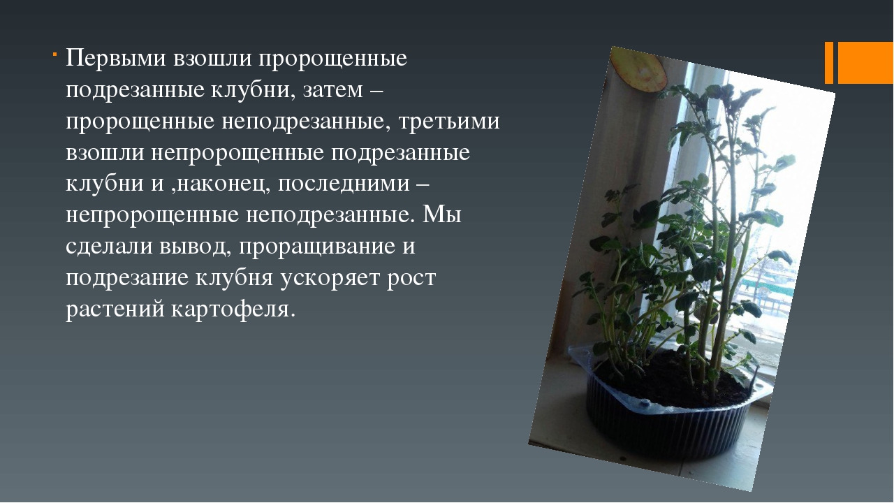 Презентация по экологическому воспитанию детей на тему "Наш второй хлеб"