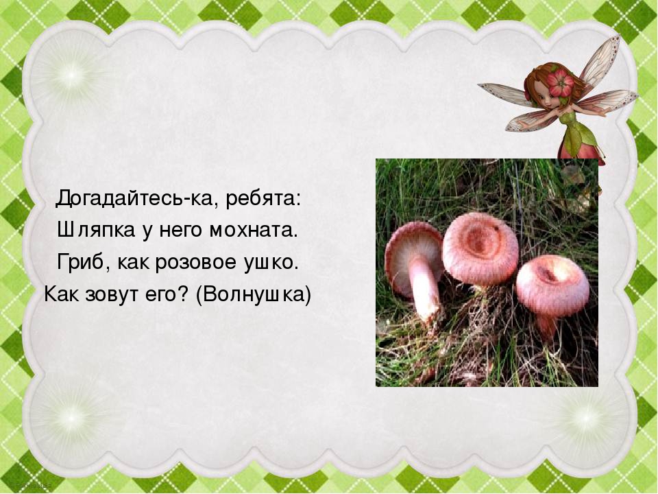 Презентация "Грибы в осеннем лесу"