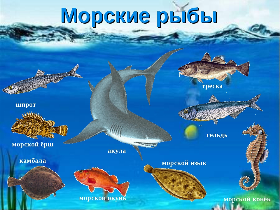 Презентация по ознакомлению с природой "Водные ресурсы Земли" (старшая группа)