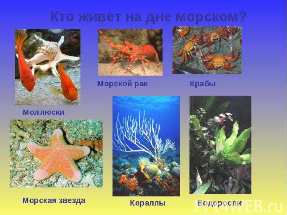 Презентация по ознакомлению с природой "Водные ресурсы Земли" (старшая группа)
