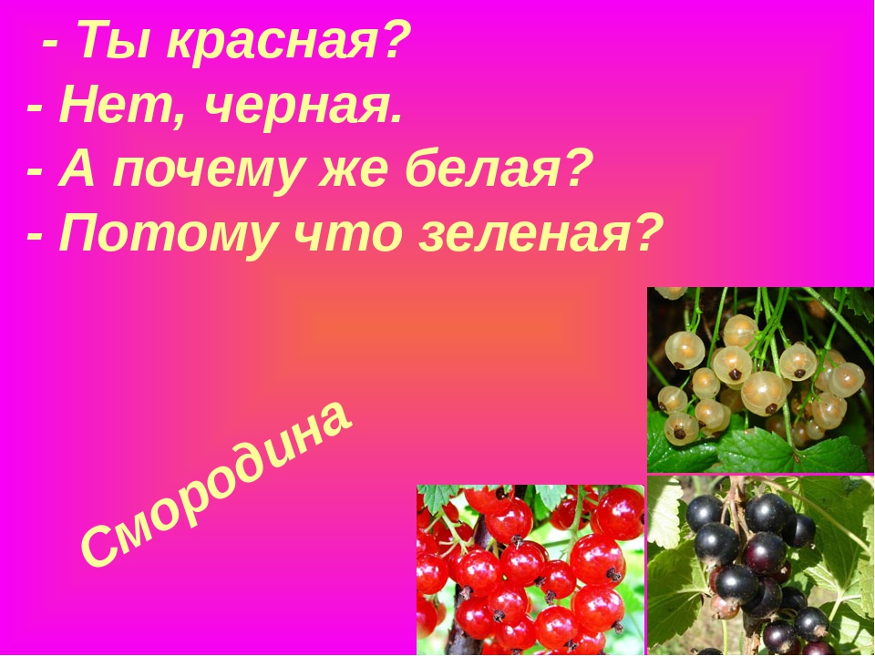 Красные загадки. Смородина загадка. Загадка про смородину. Загадка о смородине. Загадка про красную смородину.