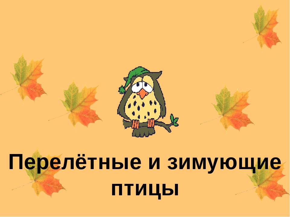 Презентация "Перелётные и зимующие птицы"