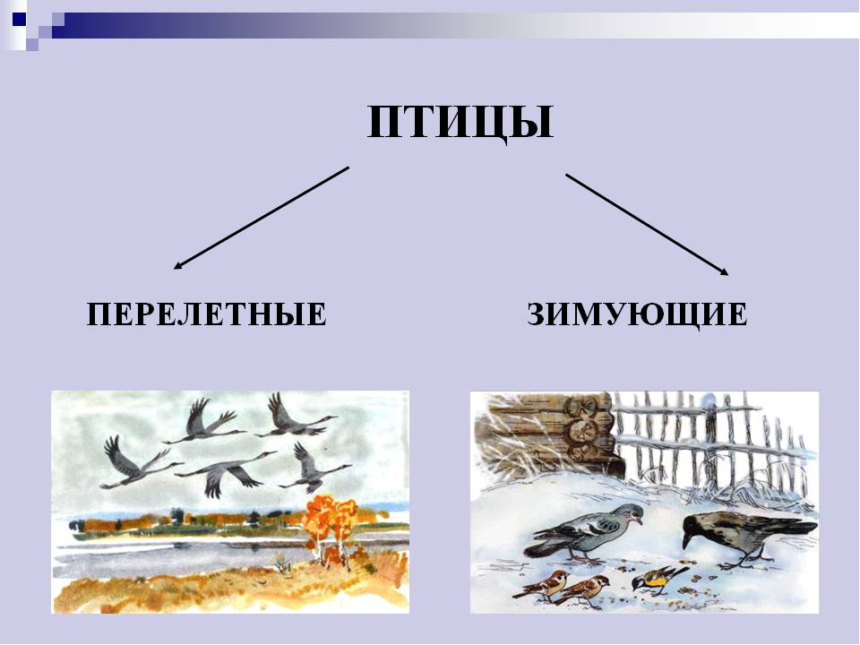 Презентация "Перелётные и зимующие птицы"