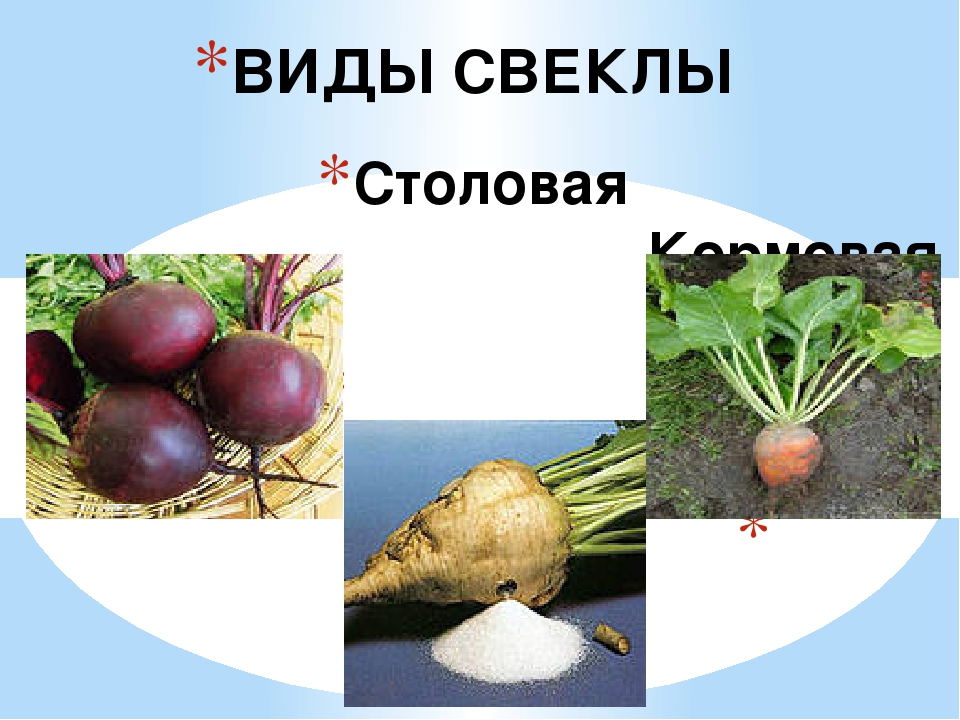 Презентация "Всё про свеклу"