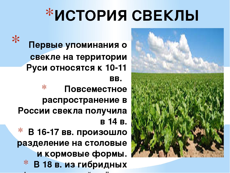Презентация "Всё про свеклу"