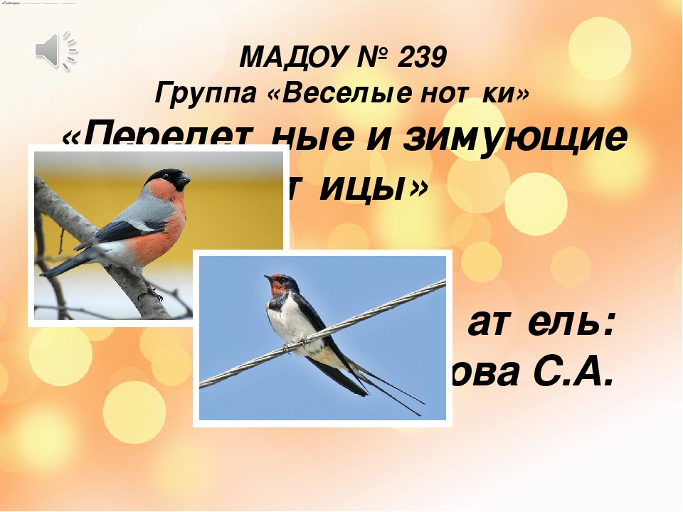 Презентация "Перелетные и зимующие птицы".