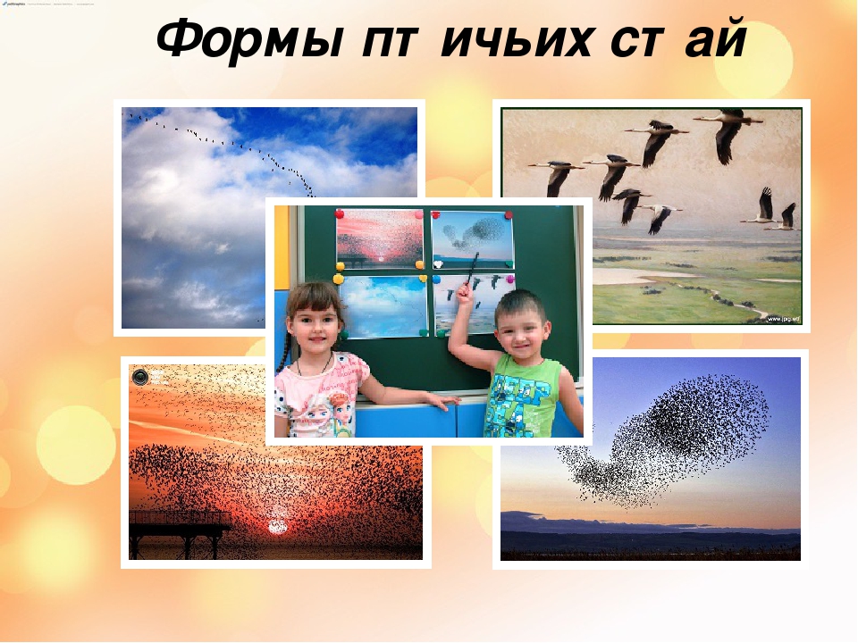 Презентация "Перелетные и зимующие птицы".