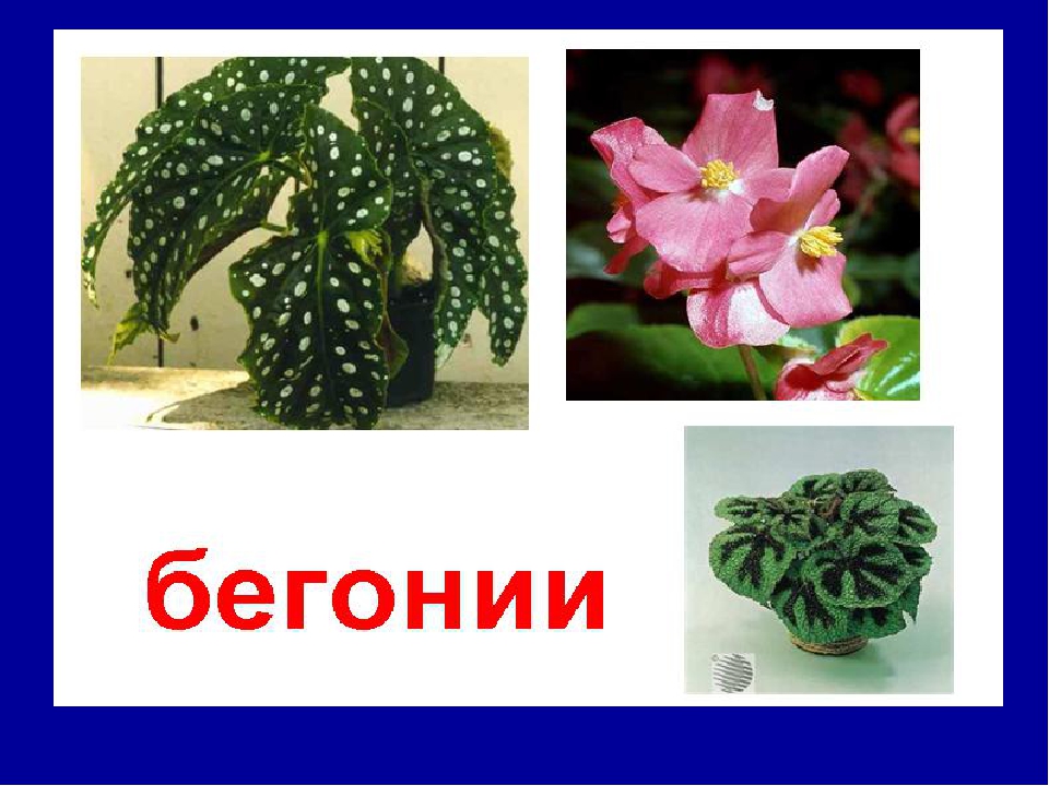 Презентация на тему "Комнатные цветы"