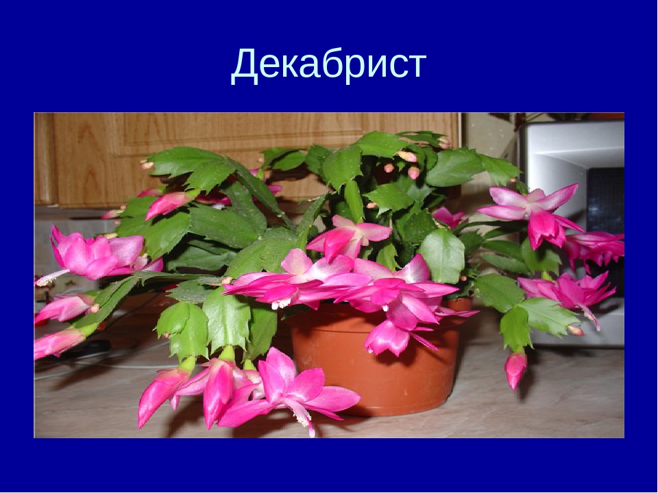 Презентация на тему "Комнатные цветы"