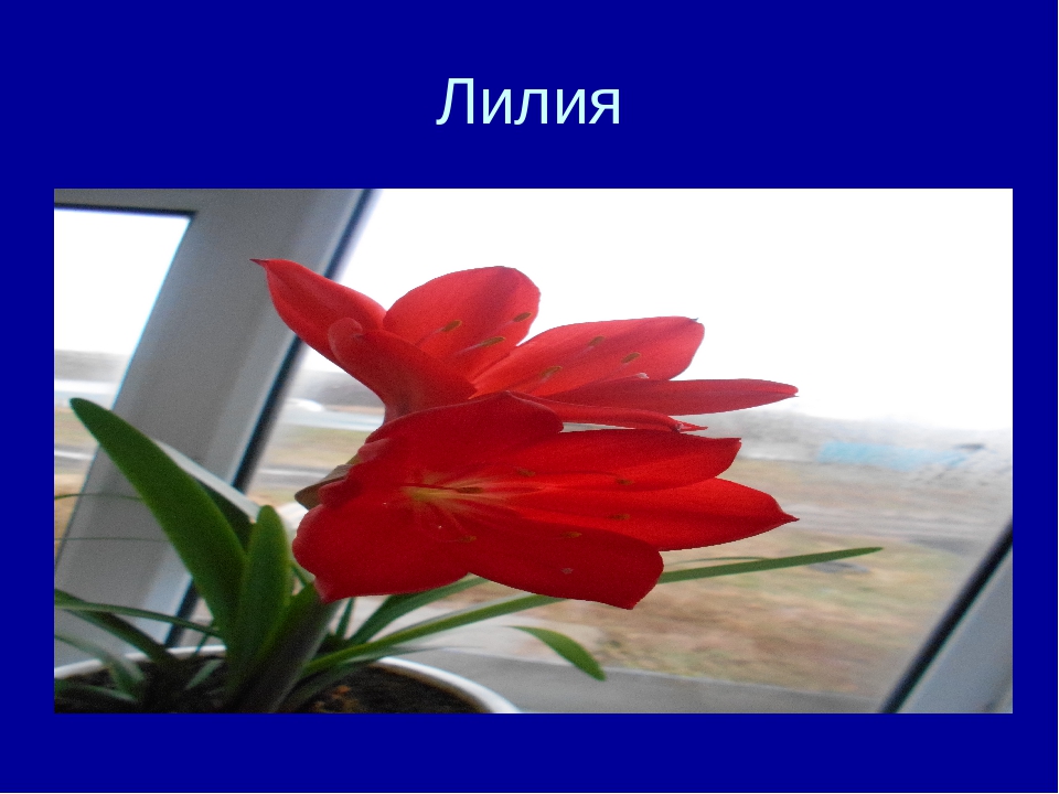 Презентация на тему "Комнатные цветы"