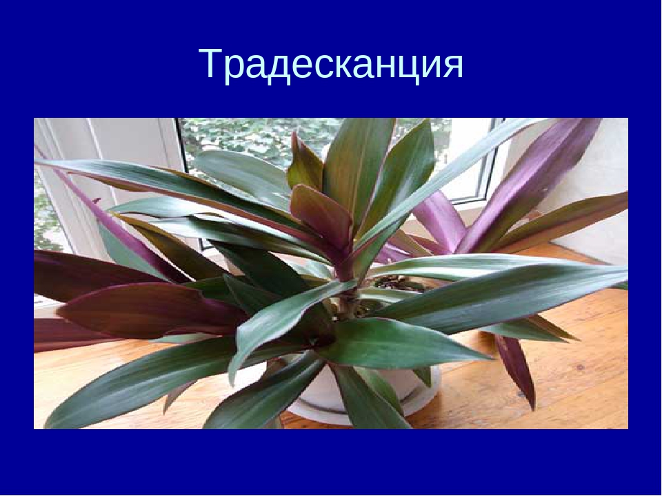 Презентация на тему "Комнатные цветы"