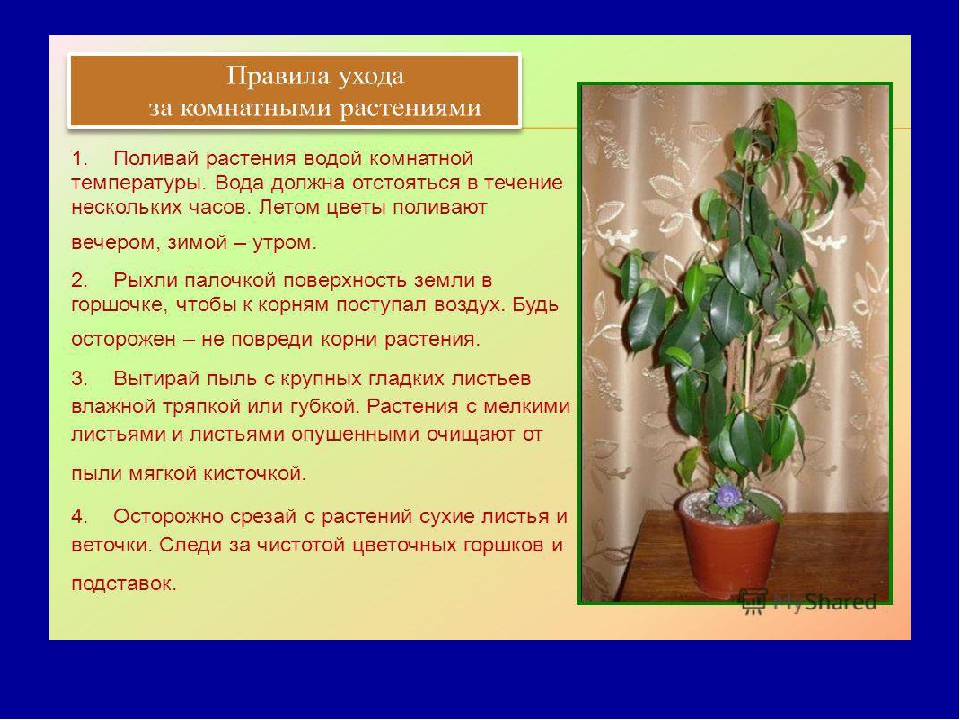 Презентация на тему "Комнатные цветы"