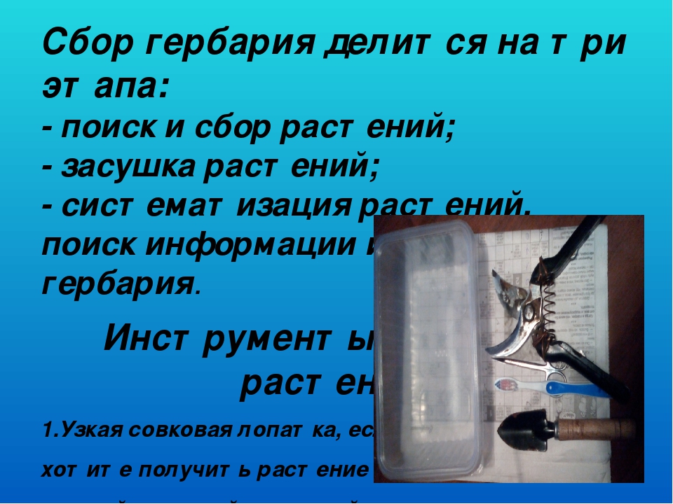 Презентация "Гербарий в работе воспитателя"