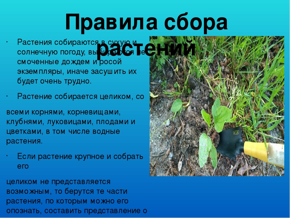 Презентация "Гербарий в работе воспитателя"