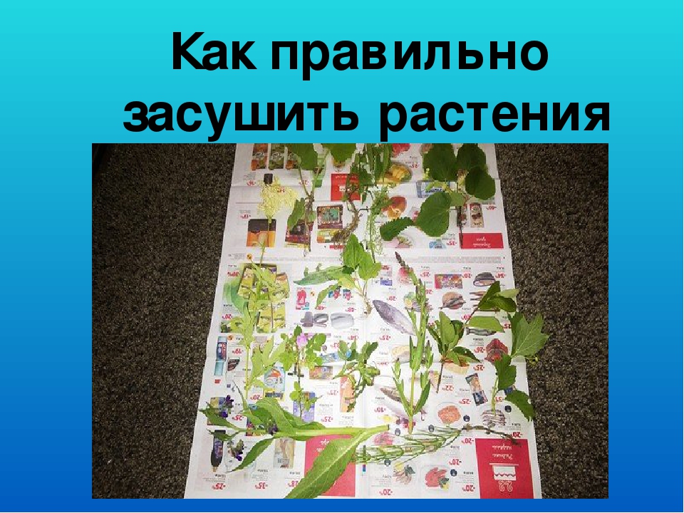 Презентация "Гербарий в работе воспитателя"