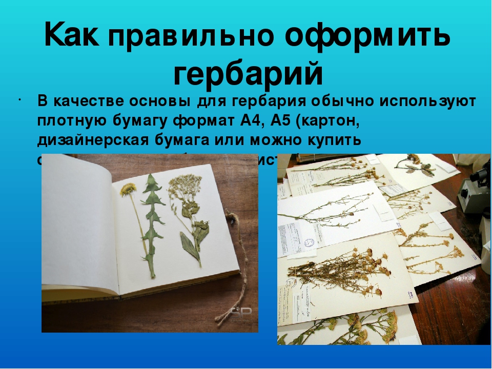 Составление и описание гербария какая наука