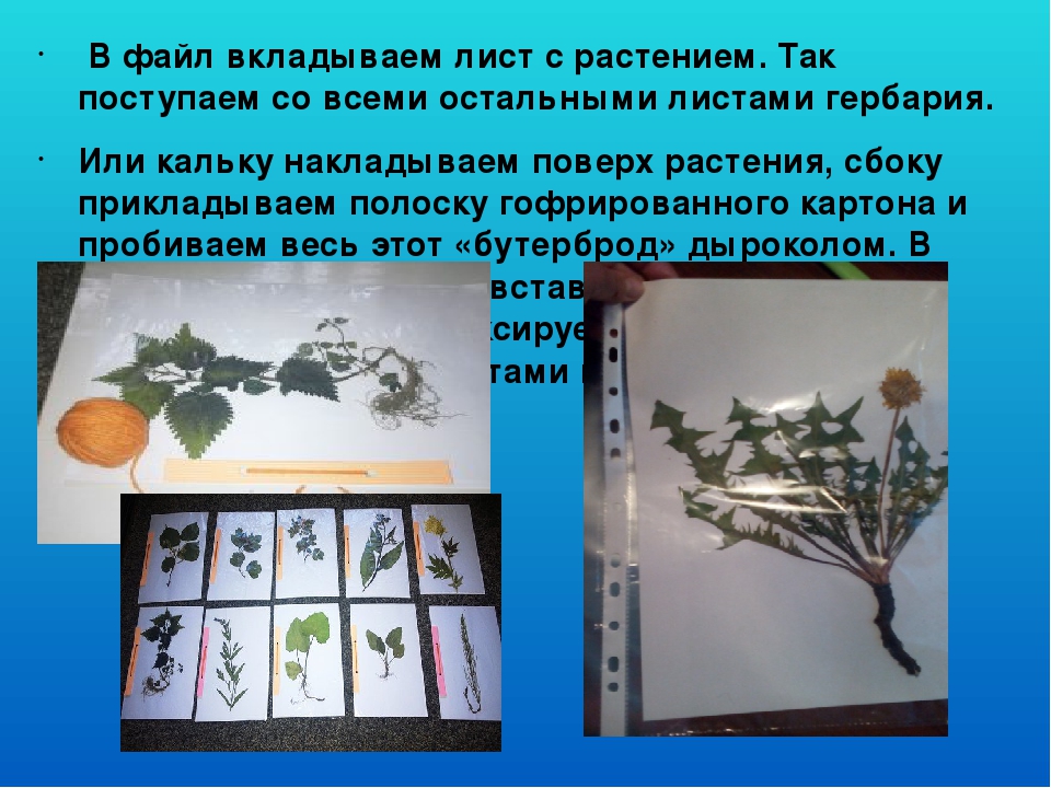 Презентация "Гербарий в работе воспитателя"