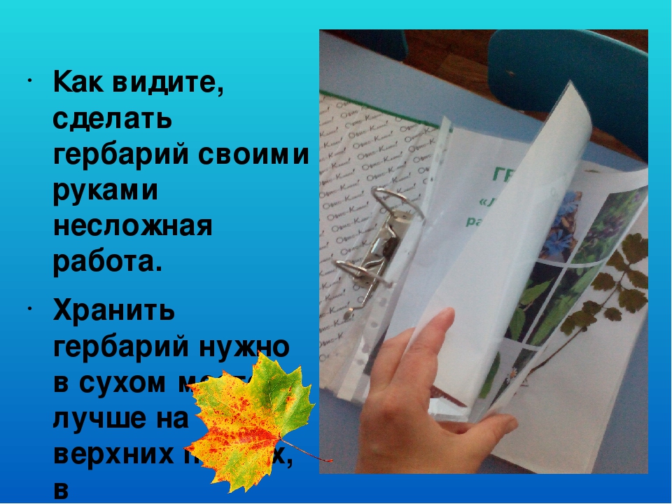 Презентация "Гербарий в работе воспитателя"