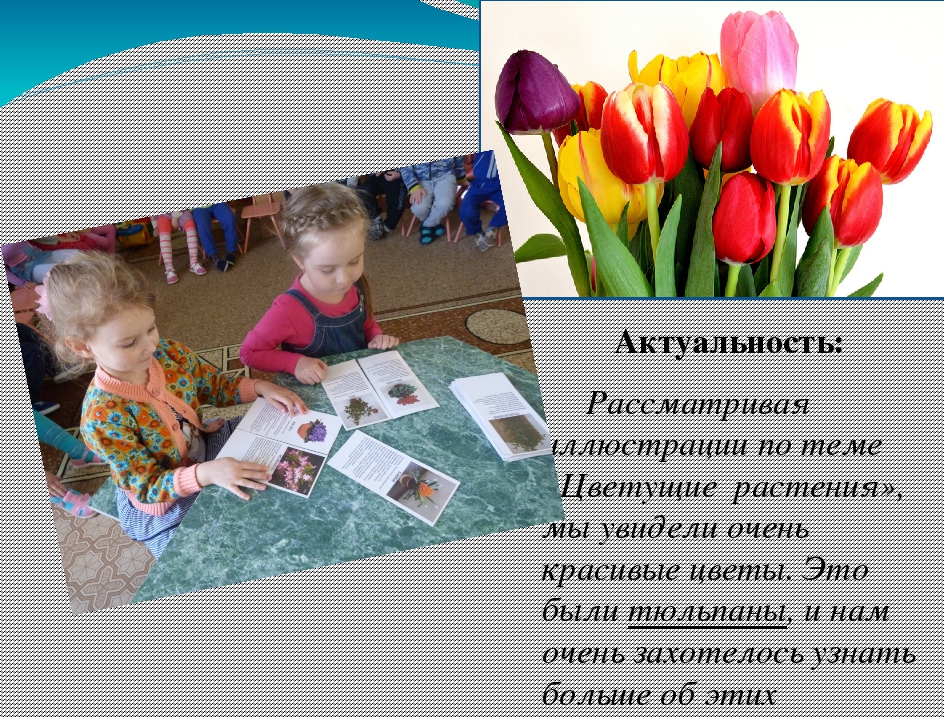 Презентация "ОТ семечка до цветка" (Средняя группа)