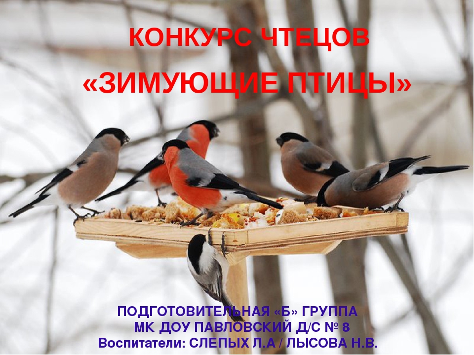 Презентация на тему "Покормите птиц зимой"