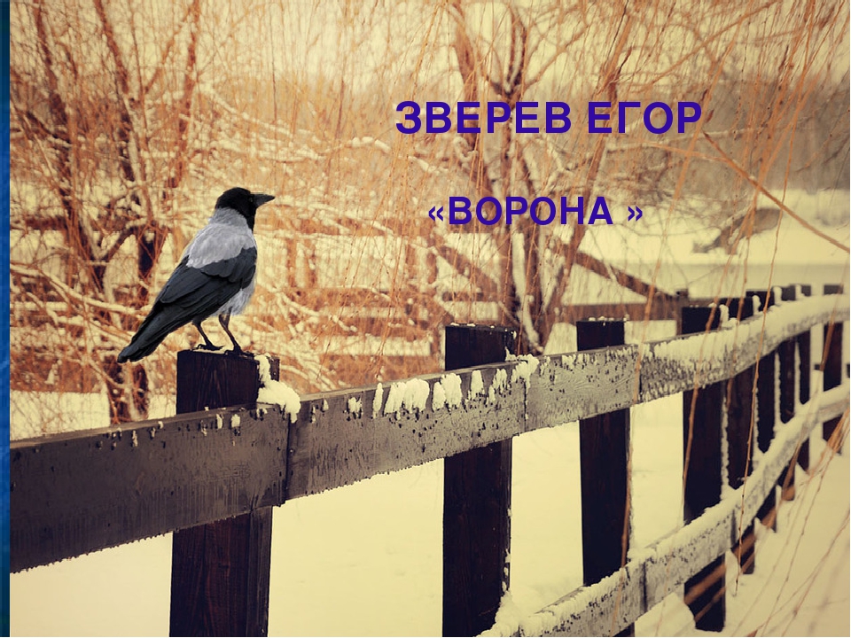 Презентация на тему "Покормите птиц зимой"