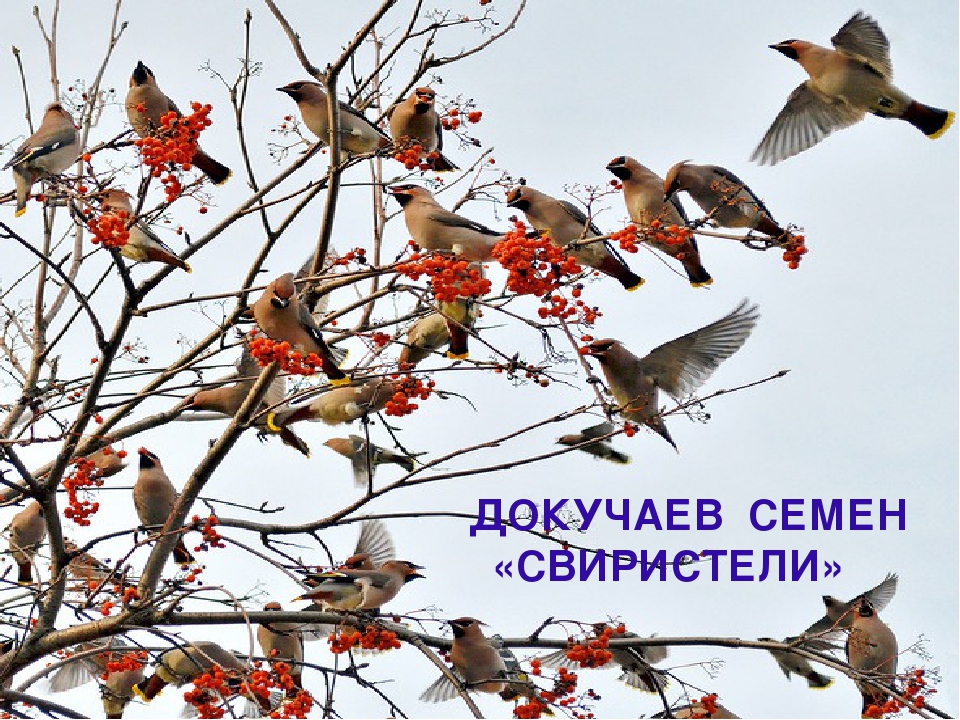 Презентация на тему "Покормите птиц зимой"