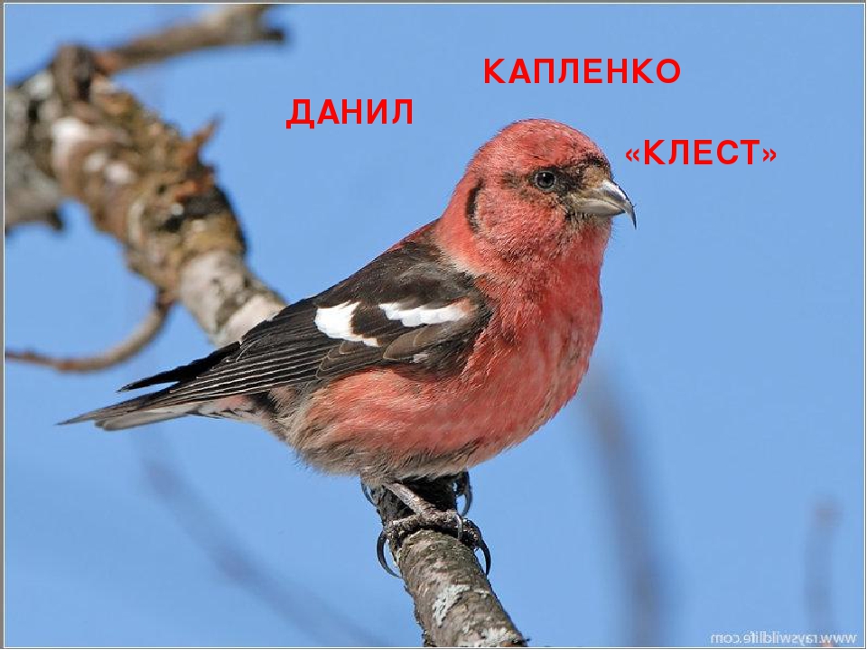 Презентация на тему "Покормите птиц зимой"
