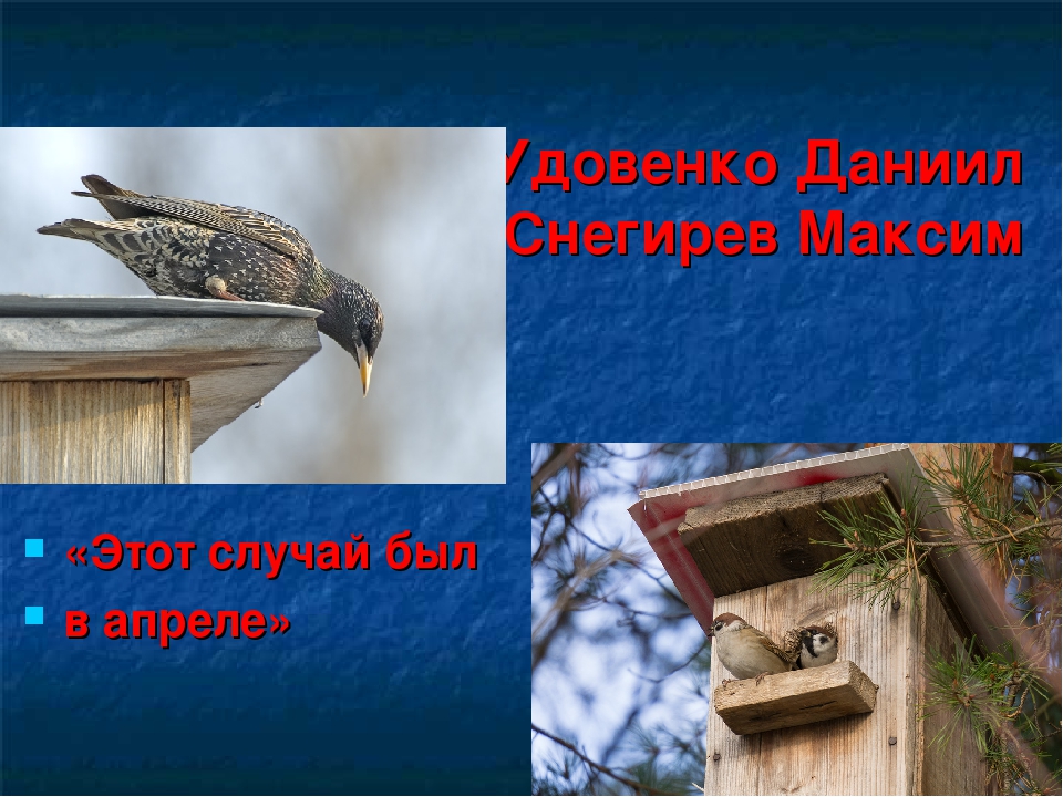 Презентация на тему "Покормите птиц зимой"