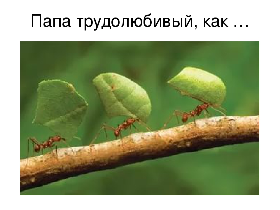 Презентация "Наша дружная семья"