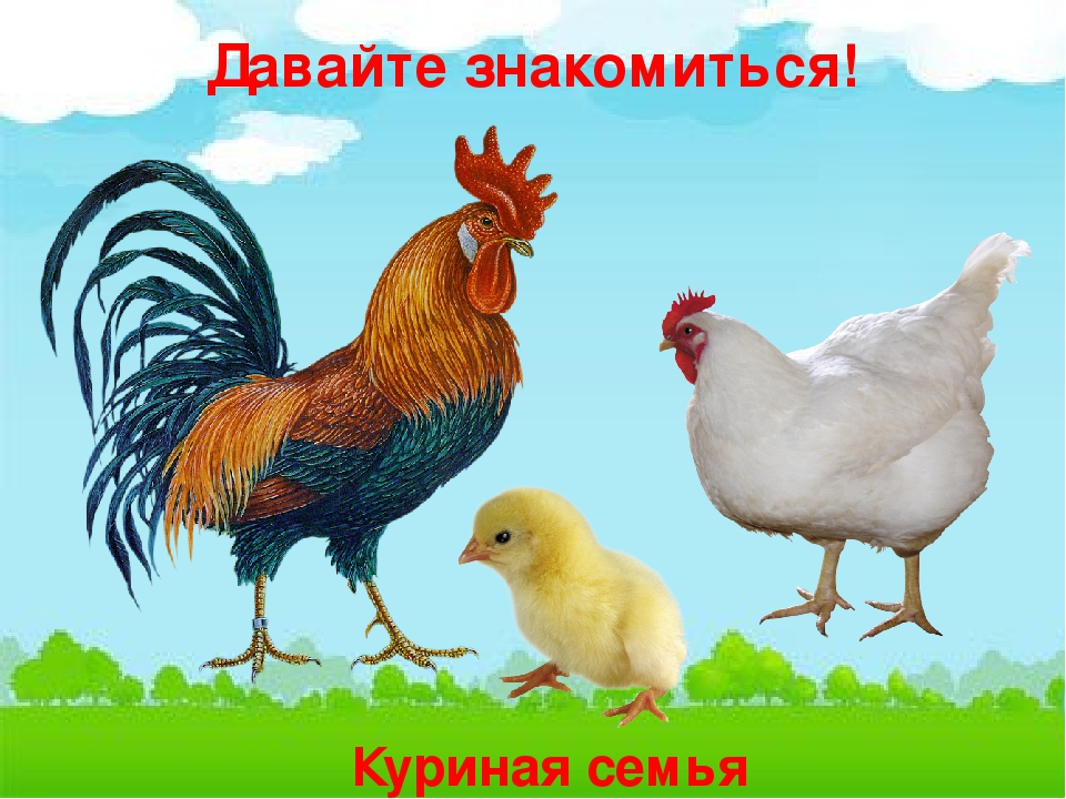 Презентация по естествознанию в средней группе "Домашние птицы"