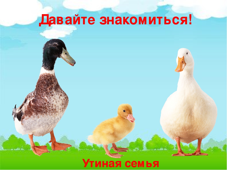 Презентация по естествознанию в средней группе "Домашние птицы"