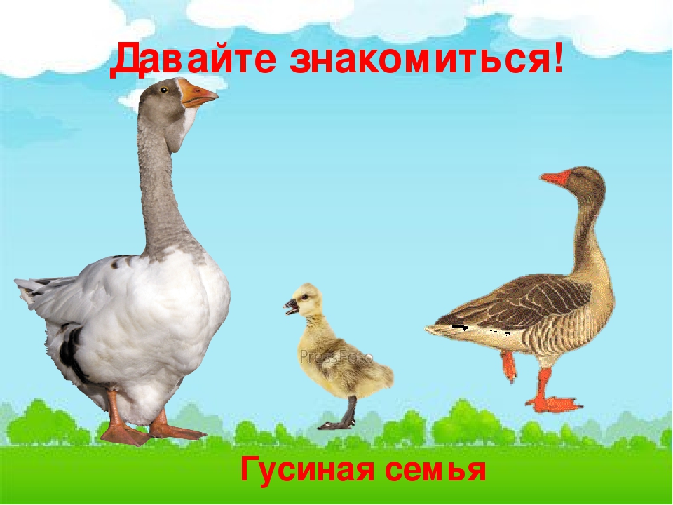 Презентация по естествознанию в средней группе "Домашние птицы"