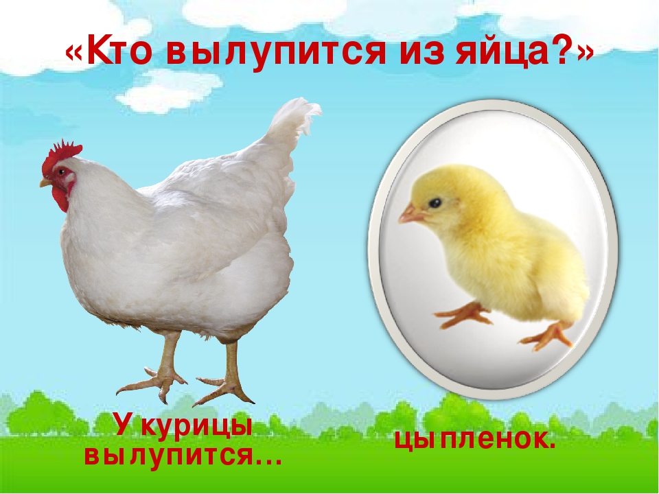 Презентация по естествознанию в средней группе "Домашние птицы"