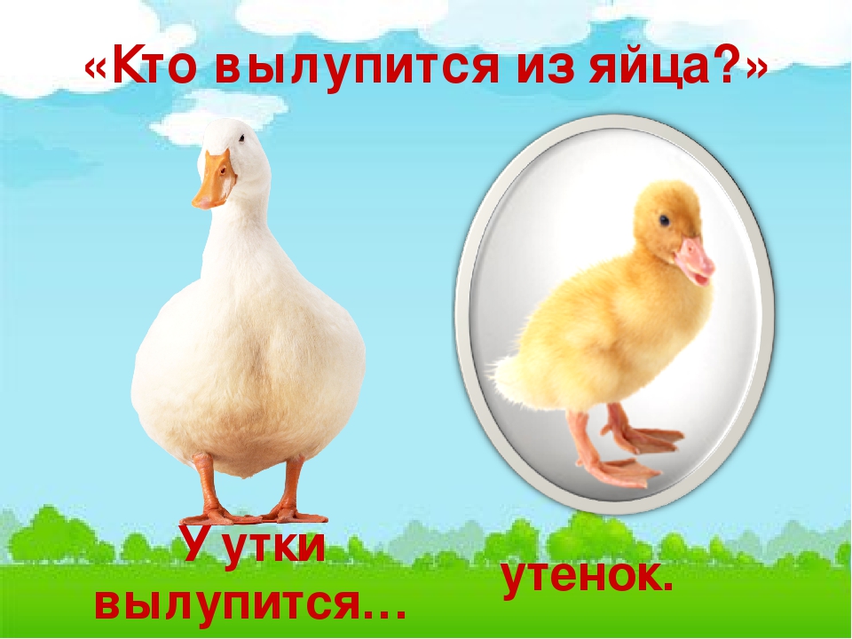 Презентация по естествознанию в средней группе "Домашние птицы"