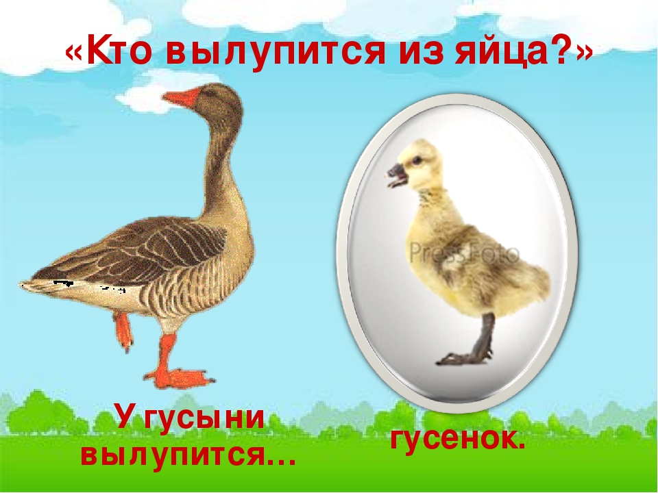 Презентация по естествознанию в средней группе "Домашние птицы"