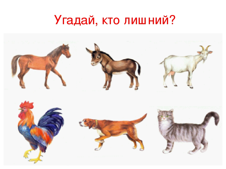 Презентация по естествознанию в средней группе "Домашние птицы"