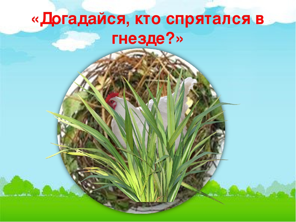 Презентация по естествознанию в средней группе "Домашние птицы"