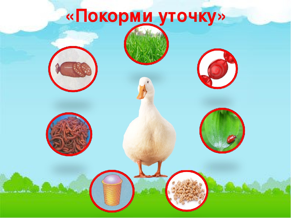 Презентация по естествознанию в средней группе "Домашние птицы"