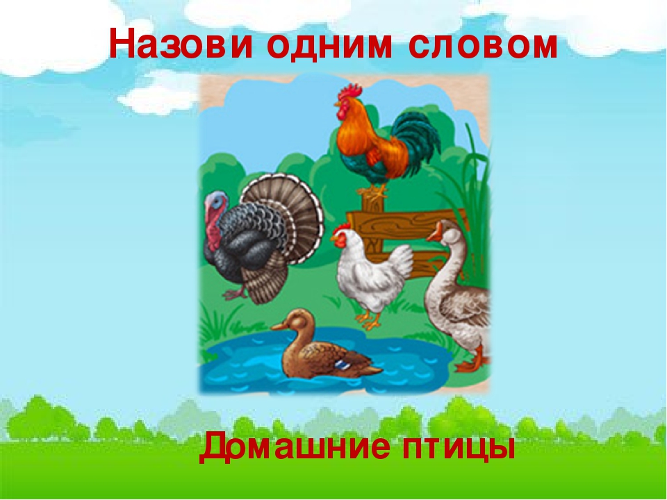 Презентация по естествознанию в средней группе "Домашние птицы"