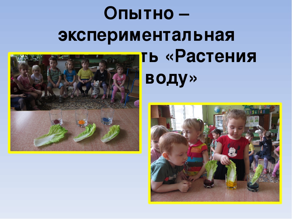 Презентация проекта "Цветы вокруг нас"